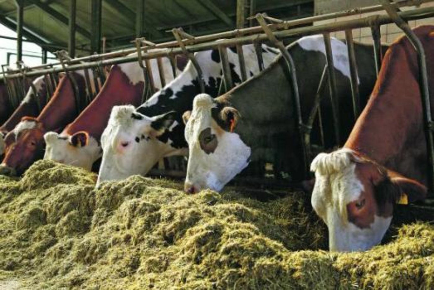 Die Fütterung mit Mais kann die Aminosäureversorgung der Kuh  durcheinander bringen. (Bild zVg)