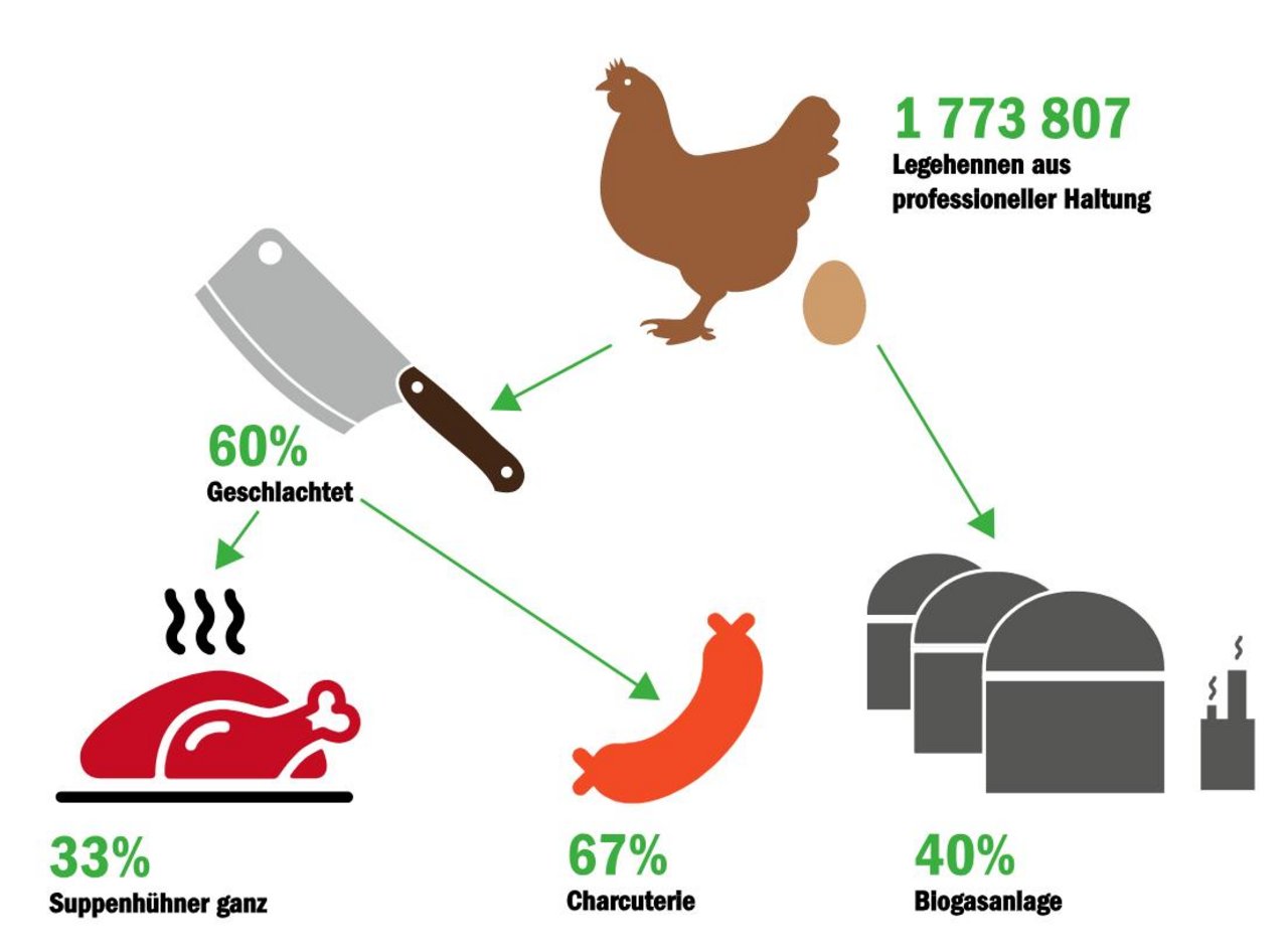 Die Mehrheit der geschlachteten Hühner wird für Charcuterie-Produkte verwendet. Der kleinere Teil landet als ganzes Suppenhuhn im Regal. (Grafik BauZ)