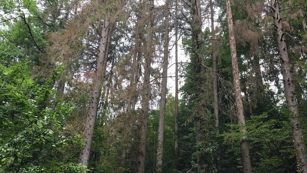 Der Borkenkäfer hat zugeschlagen: Befallene Fichten in einem Bauernwald im Kanton Luzern. Es wird empfohlen, solche Bäume zu entfernen. (Bild js)