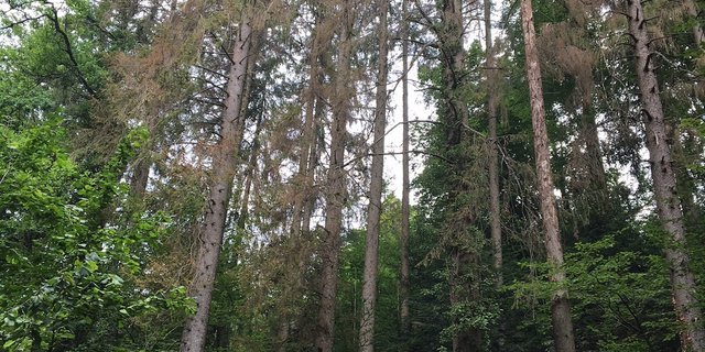 Der Borkenkäfer hat zugeschlagen: Befallene Fichten in einem Bauernwald im Kanton Luzern. Es wird empfohlen, solche Bäume zu entfernen. (Bild js)
