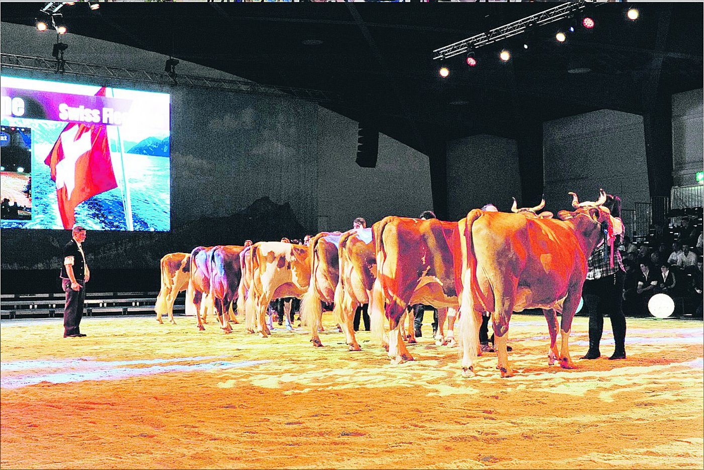 Auch die Rasse Swiss Fleckvieh wird dieses Jahr wieder ihren grossen Auftritt haben. (Bild Swiss Expo)