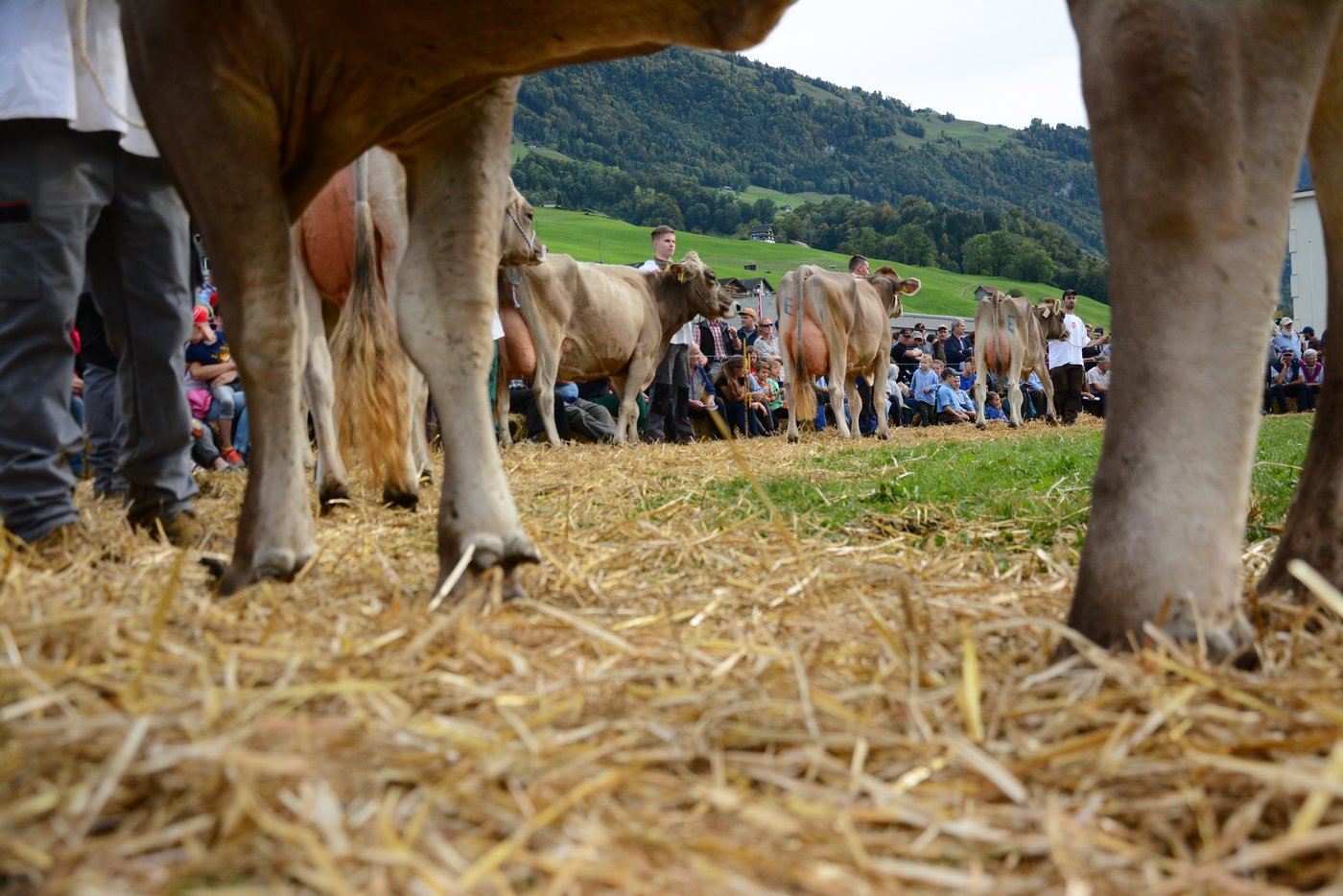 Impressionen aus dem Ring von der Misswahl BS.