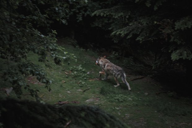 Wallis beantragt Abschussbewilligung für Wolfsrudel im Val d'Hérens Fotos sollen die Anwesenheit von Nachwuchs bestätigen. Damit wäre ein Abschuss theoretisch möglich, während Paare geschützt sind. (Symbolbild Unsplash)