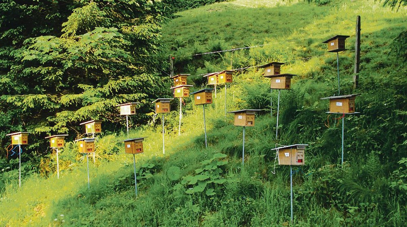 Auf der Belegstation M37 auf der Alp Untere Bogmen: Von hier fliegen die Königinnen zur Paarung aus. (Bild zVg)