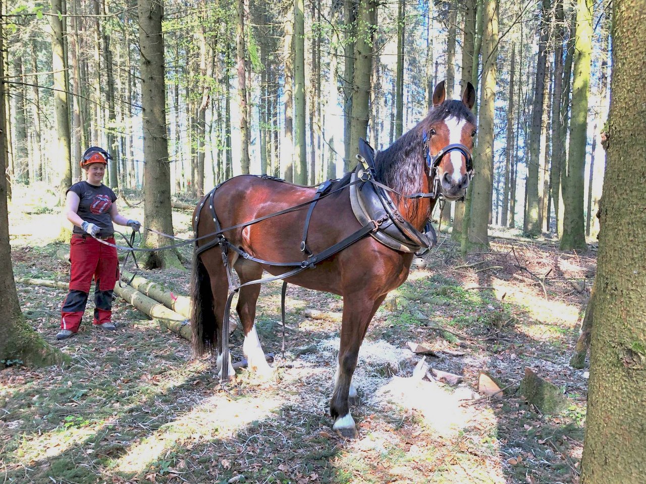 Sina Studinger ist Landschaftsgärtnerin aus Mumpf AG und besitzt einen Freiberger. Am Kurs standen erfahrene Pferde zur Verfügung.