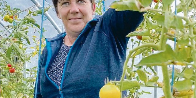 Die Tomatenernte ist noch in vollem Gang. Heidi Zaugg erntet mit Vergnügen. «Mein Angebot muss frischer sein als jenes beim Grossverteiler», sagt sie. (Bild Ruth Bossert)