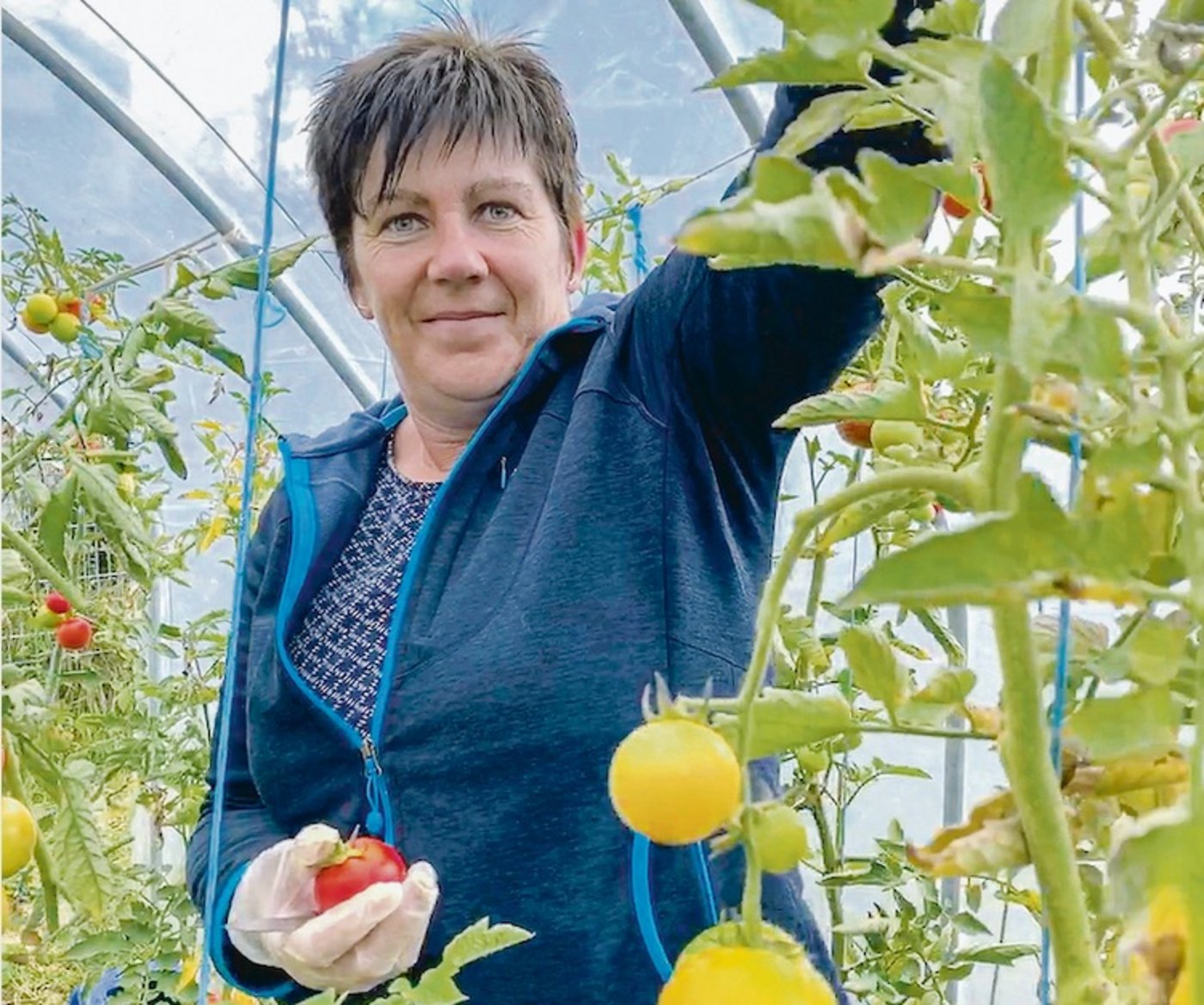 Die Tomatenernte ist noch in vollem Gang. Heidi Zaugg erntet mit Vergnügen. «Mein Angebot muss frischer sein als jenes beim Grossverteiler», sagt sie. (Bild Ruth Bossert)