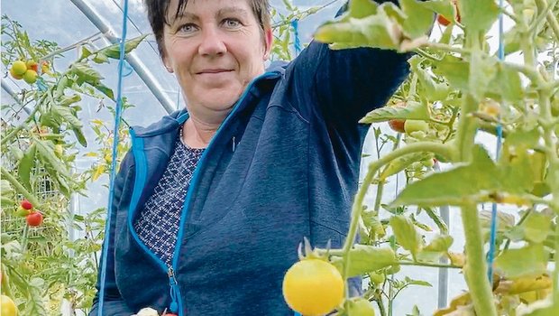 Die Tomatenernte ist noch in vollem Gang. Heidi Zaugg erntet mit Vergnügen. «Mein Angebot muss frischer sein als jenes beim Grossverteiler», sagt sie. (Bild Ruth Bossert)