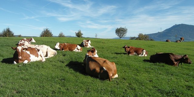 Am 23. September kommen gleich zwei Vorlagen zur Landwirtschaft vors Volks. (Symbolbild Pixabay)