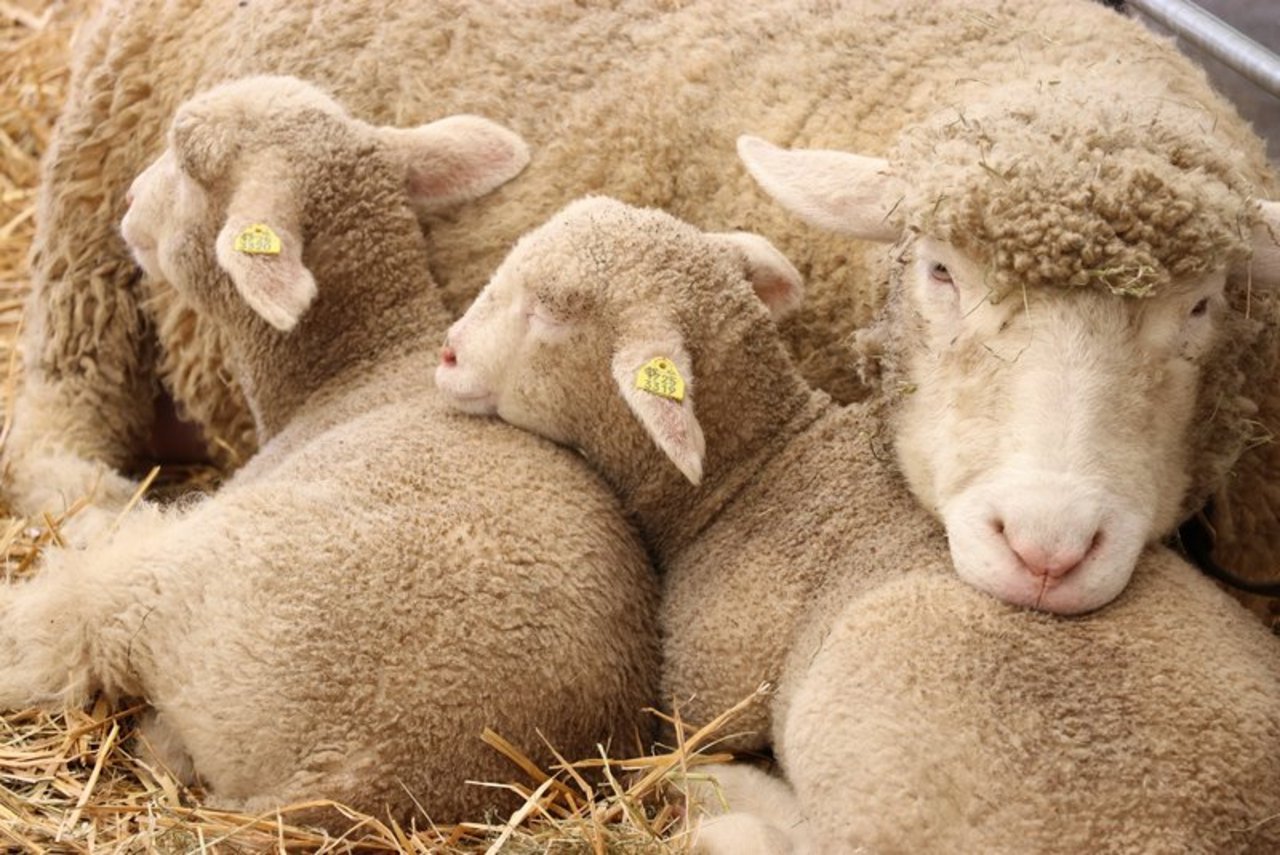 Zur Zeit ist das Angebot von Schafen auf dem Markt gross. (Bild Ruth Aerni)