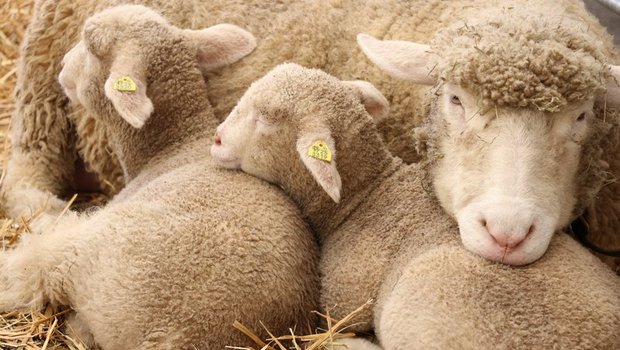 Zur Zeit ist das Angebot von Schafen auf dem Markt gross. (Bild Ruth Aerni)