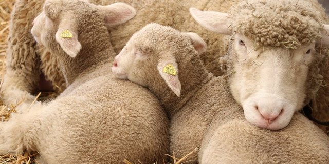 Zur Zeit ist das Angebot von Schafen auf dem Markt gross. (Bild Ruth Aerni)