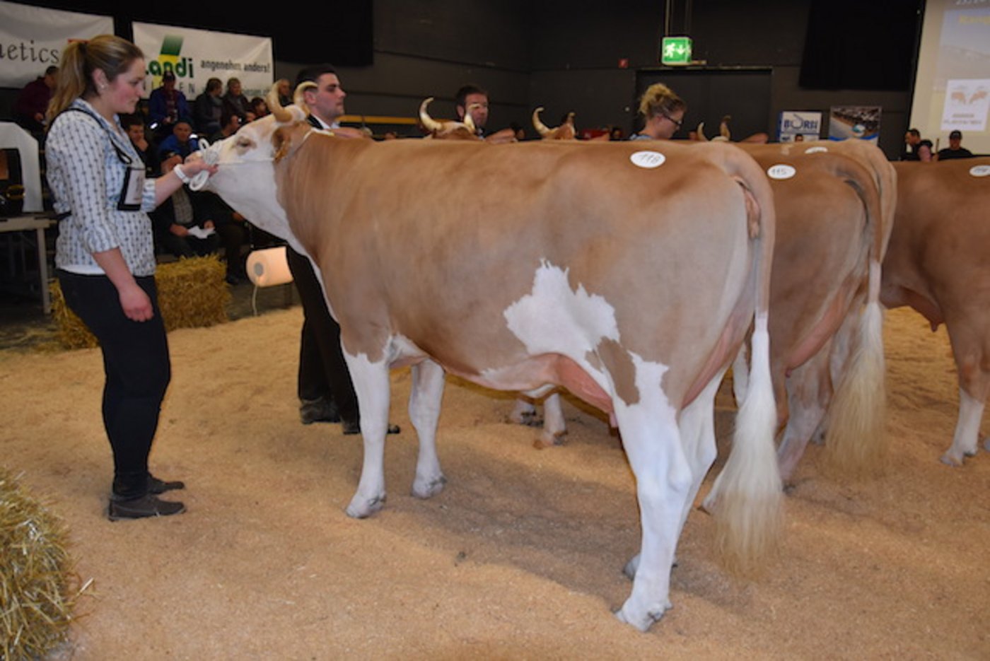 Die wunderschöne Simmentalerku Unetto Wiria der Familie Schmied aus Guggisberg BE gewann ihre Kategorie und wurde Junior-Schöneutersiegerin. (Bilder Peter Fankhauser)