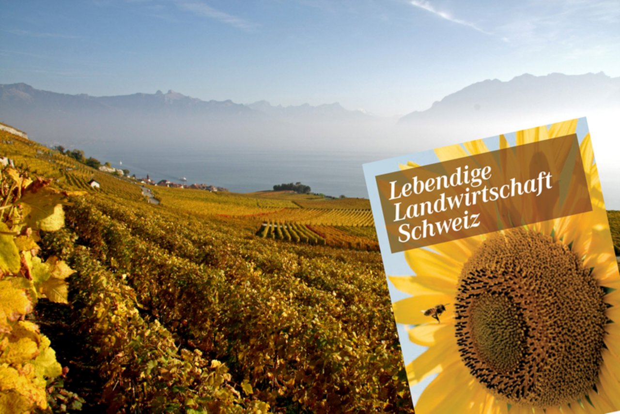 Die Broschüre gibt einen Einblick in die Schweizer Landwirtschaft, zum Beispiel dass auf 24% der Schweizer Flächen Landwirtschaft und auf 12% Alpwirtschaft betrieben wird. (Bild landwirtschaft.ch / Juliette Repond-Dupasquier)