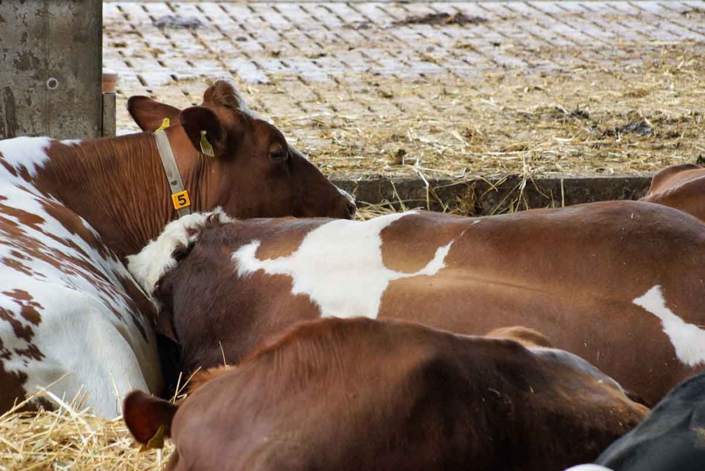 Cash fühlt sich bei Sissi geborgen. (Bild Ruth Aerni)