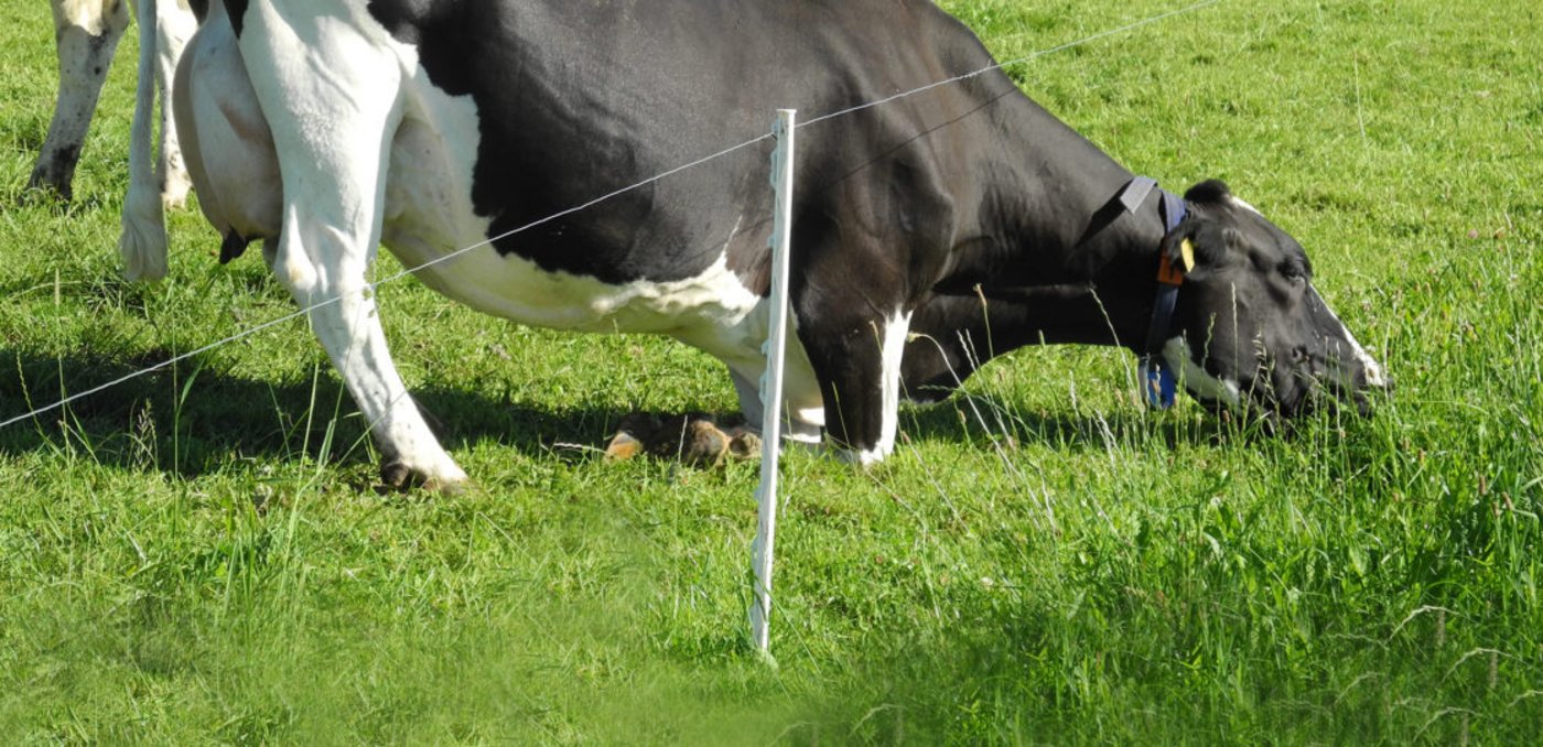 Offenbar wachsen die Pflanzen, die dieser Kuh am besten schmecken nicht (mehr) innerhalb des Zauns – sie weiss sich zu helfen. (Bild Agroscope)