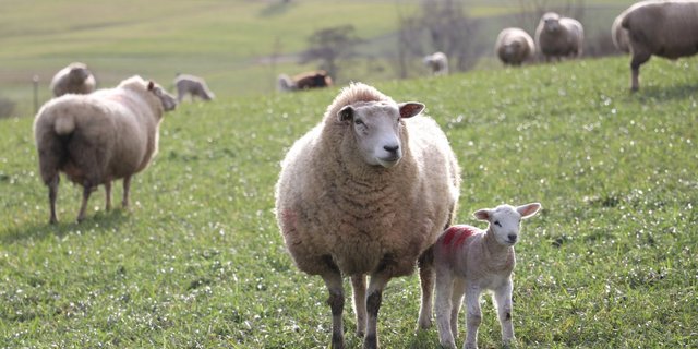 Die Schafhalter schlagen sich teilweise noch immer mit TVD-Problemen rum. (Bild Ruth Aerni)