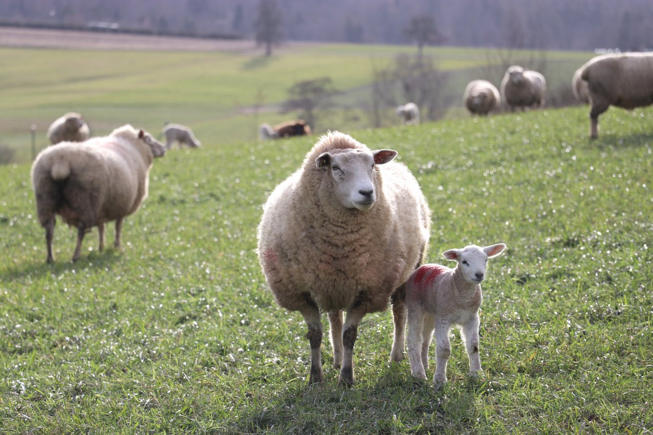 Die Schafhalter schlagen sich teilweise noch immer mit TVD-Problemen rum. (Bild Ruth Aerni)