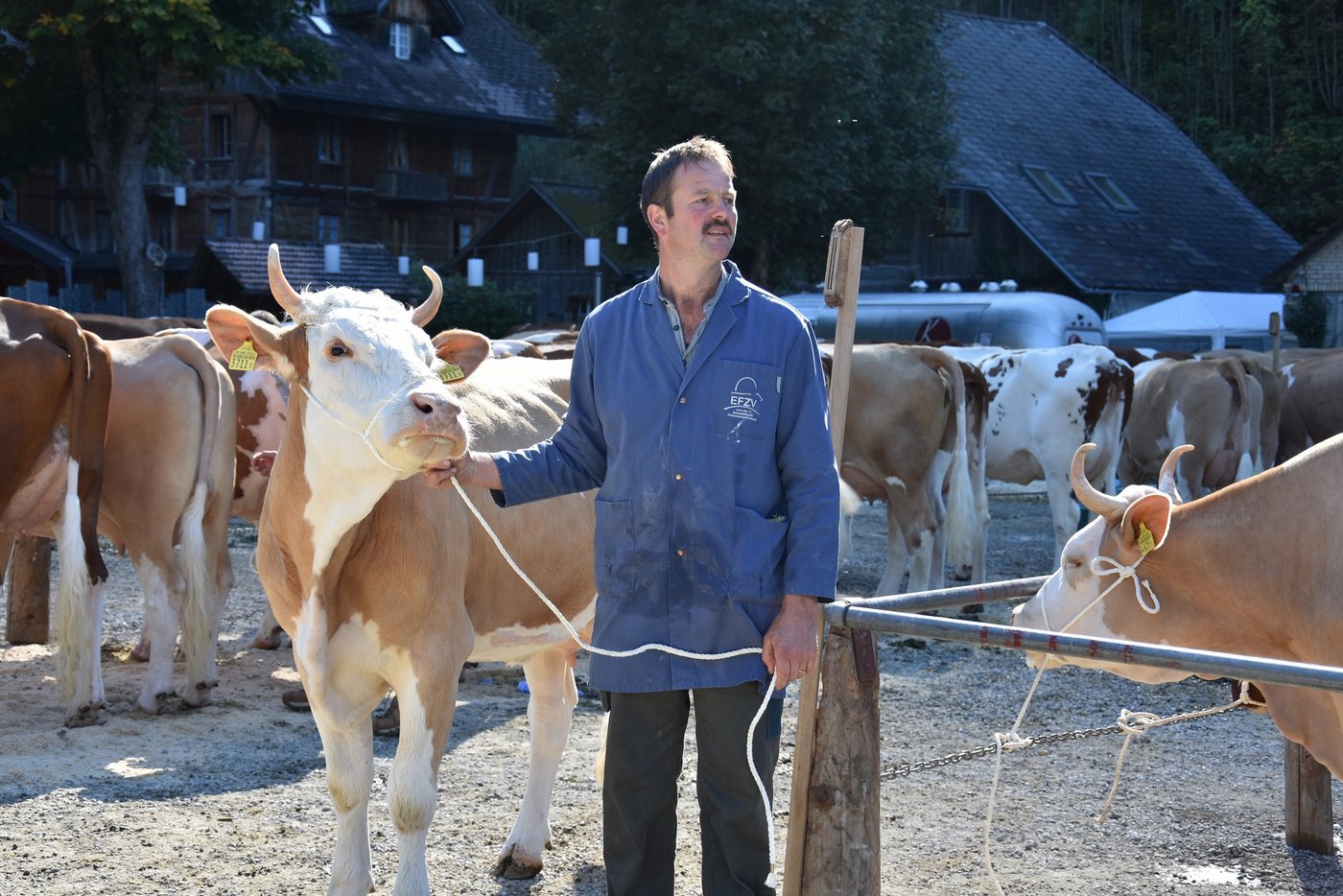 Der Reinzüchter Hans Gerber unterwegs zum Ring.