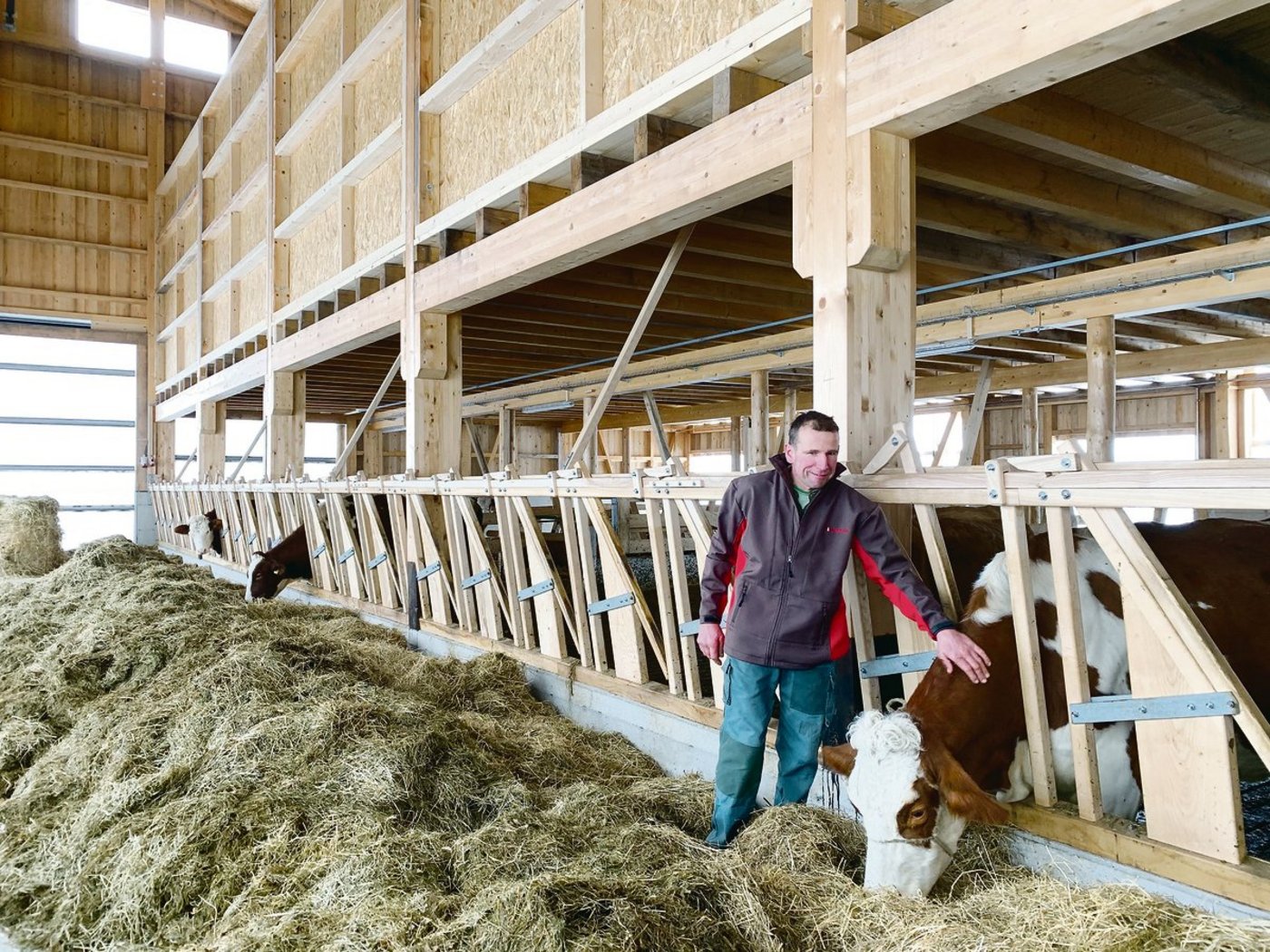 Willy Helfenstein im weitgehend hölzernen Stall. Das selbst gefertigte Fressgitter aus Eschenholz lässt sich zentral auslösen. (Bilder js)