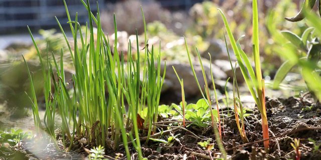 Nach diesem milden Winter zeigten sich Schnittlauch (links) und Schnittknoblauch (rechts) schon im Februar.