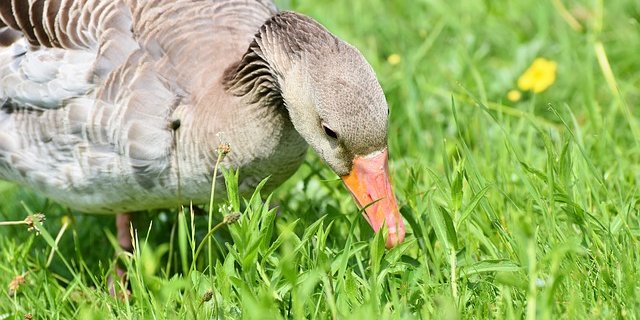 Auf einer Wiese oder Weide können bis zu 8000 Wildgänse zusammenkommen. (Symbolbild Pixabay)