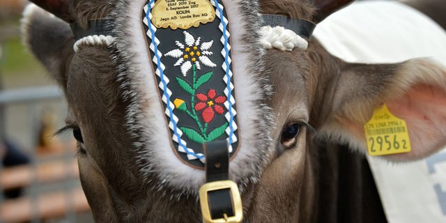 Der ESAF-Siegermuni 2019 Kolin. (Bild ESAF Zug)