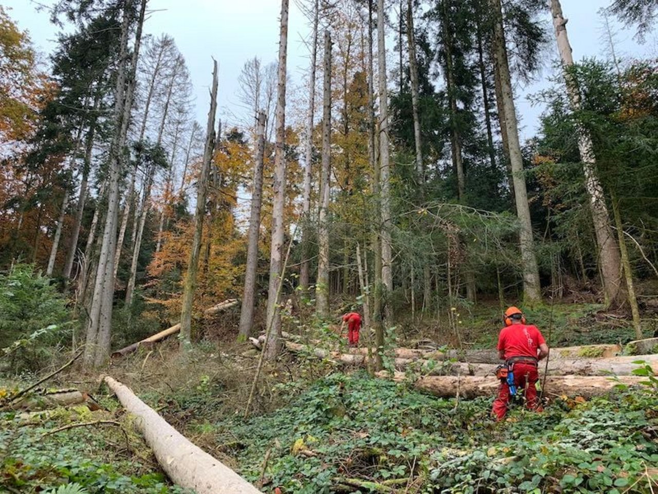Forstunternehmer Daniel Ott und Mitarbeiter beim Räumen von Käferholz entlang eines Vita-Parcours.