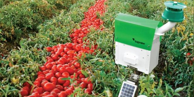 Mit der digitalen Falle werden die Schädlinge abgelichtet. In einem weiteren Vorgang kann sie selbstständig die Schädlinge von anderen Insekten identifizieren. (Bilder zVg) 