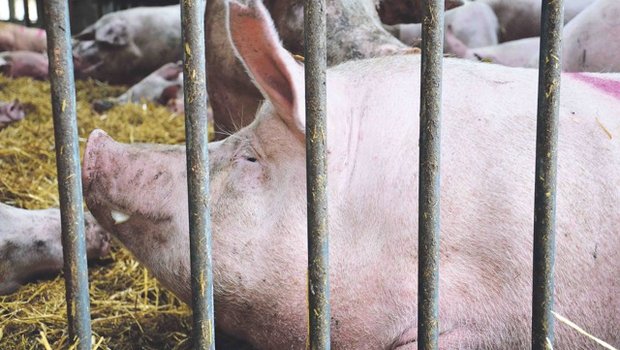 In Belgien sind die Schweine an der Afrikanischen Schweinepest erkrankt. Nun soll ein Zaun dafür sorgen, dass Wildschweine die Erreger nicht nach Dänemark einschleppen. (Bild Marianne Stamm)