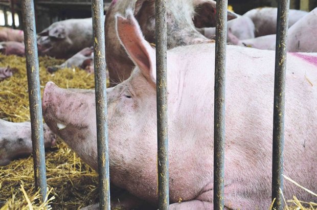 In Belgien sind die Schweine an der Afrikanischen Schweinepest erkrankt. Nun soll ein Zaun dafür sorgen, dass Wildschweine die Erreger nicht nach Dänemark einschleppen. (Bild Marianne Stamm)