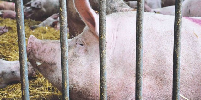 In Belgien sind die Schweine an der Afrikanischen Schweinepest erkrankt. Nun soll ein Zaun dafür sorgen, dass Wildschweine die Erreger nicht nach Dänemark einschleppen. (Bild Marianne Stamm)