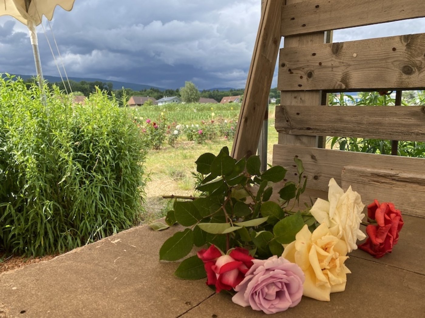 Selbstgeschnittene Blumen punkten mit Frische.