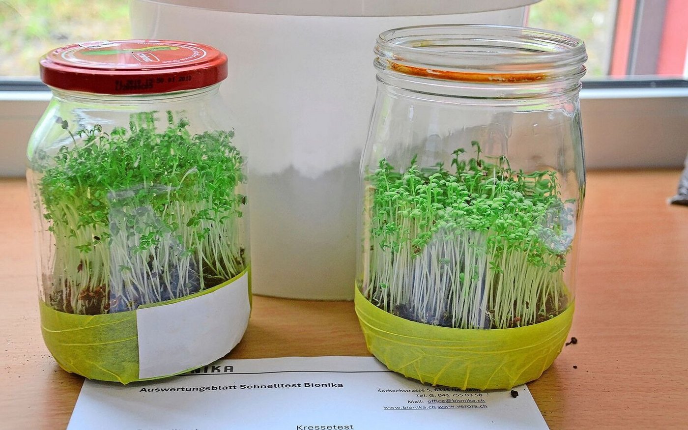 Idealerweise sollte die Kresse in beiden Gläsern dicht und hoch wachsen sowie ein weites Wurzelnetz entwickeln.