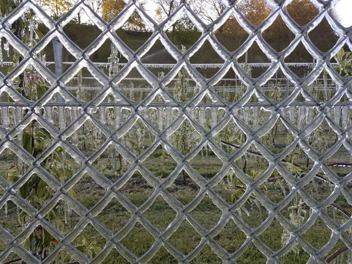 Trotz Frostschutzmassnahmen haben sowohl italienische, wie auch französische Obst- und Gemüseproduzenten enorme Schäden zu beklagen. (Bild ji)