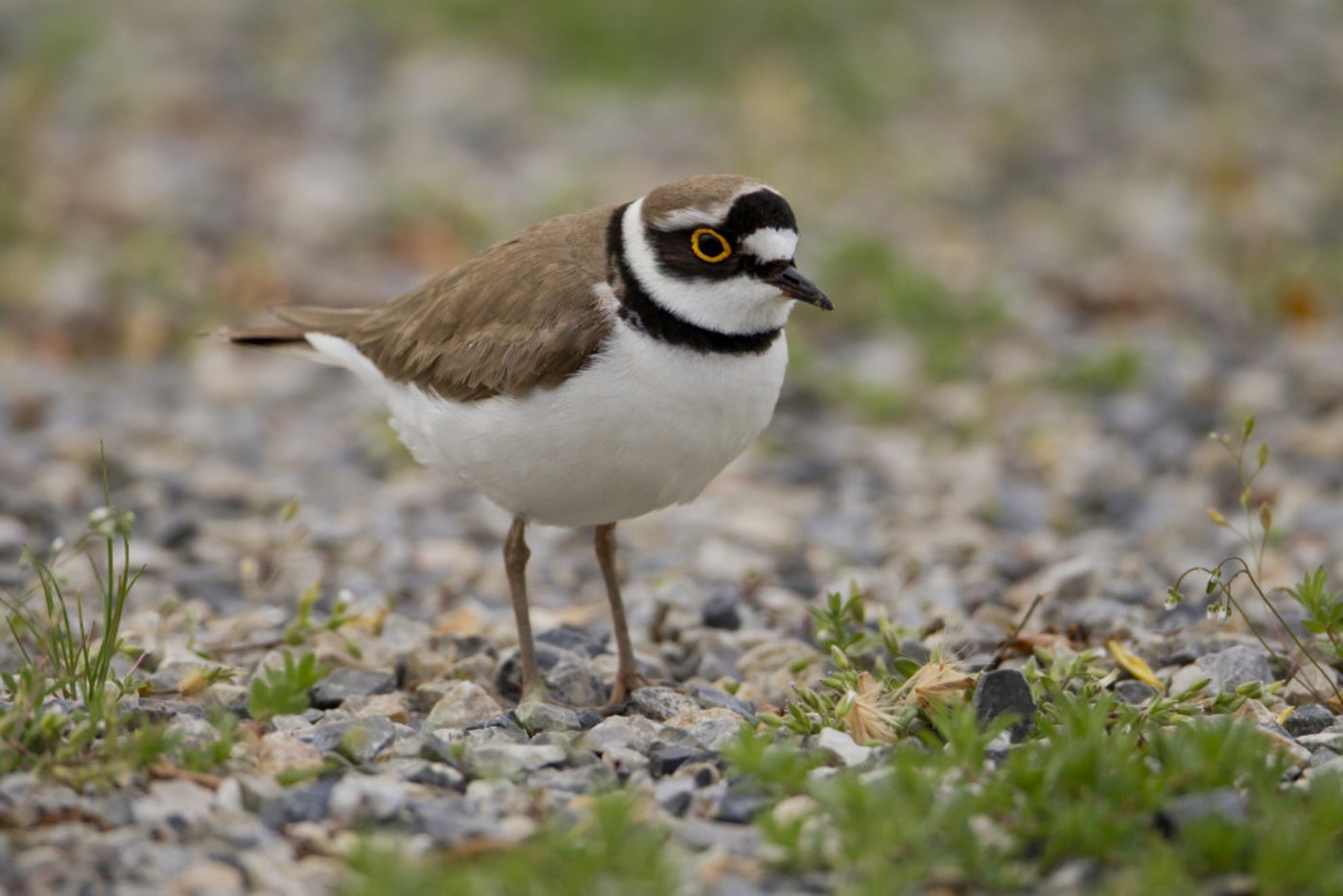 Der Flussregenpfeifer ist in der Schweiz stark gefährdet. Hauptgrund ist die Zerstörung natürlicher Flussläufe, seines bevorzugten Lebensraums. In den verbleibenden Brutgebieten muss dieser schöne Watvogel brüten können, ohne gestört zu werden. Das ist seine letzte Hoffnung.. (Bild Marcel Burkhartd)