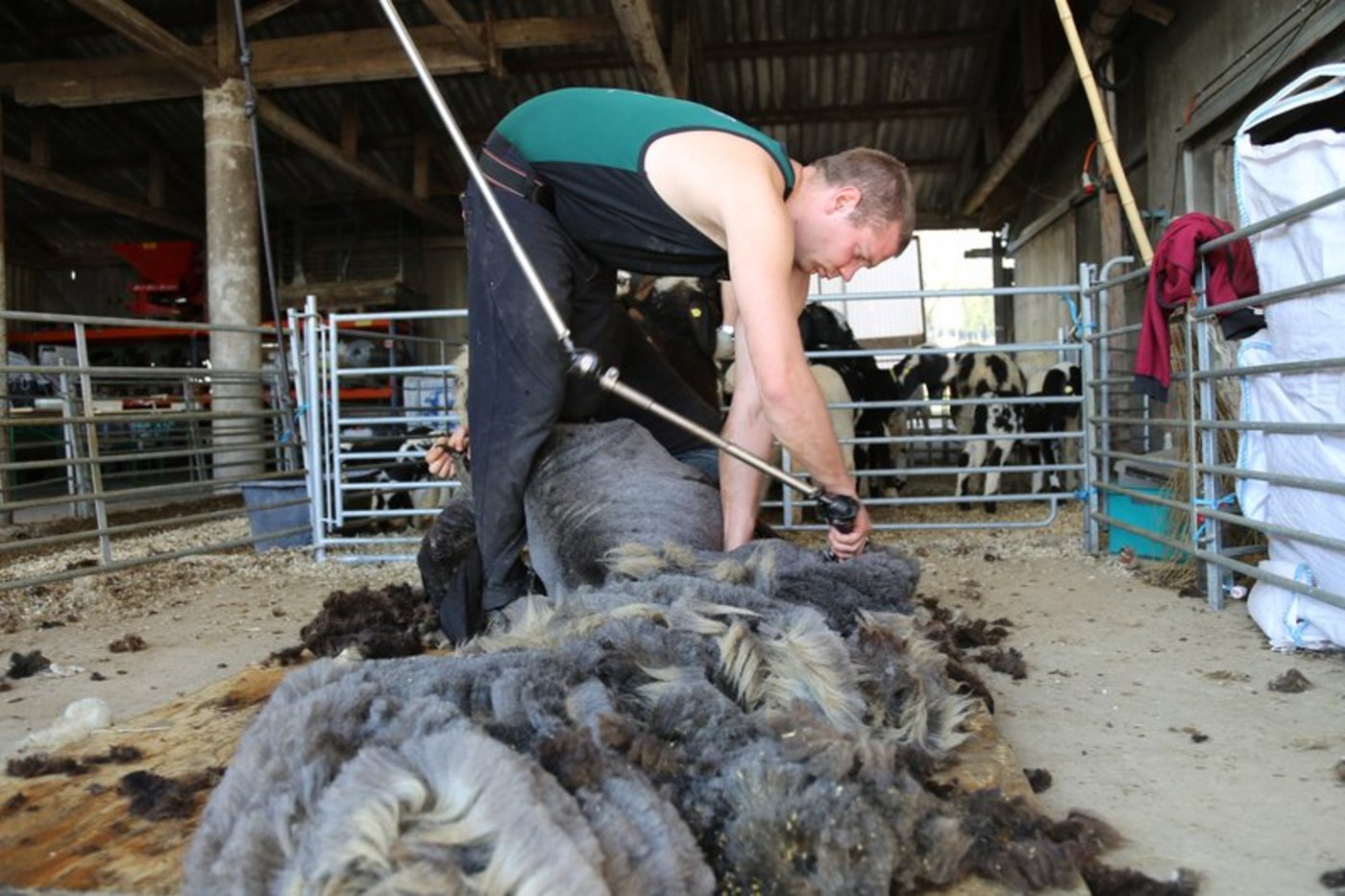 Beim Scheren gibt Remo Feldmann vollen Körpereinsatz. Eine gute Technik bewahrt ihn vor Rückenschmerzen. (Bild lid/mg)