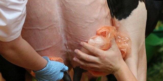 Das Verkleben der Zitzen könnte Verboten werden. (Bild zVg)