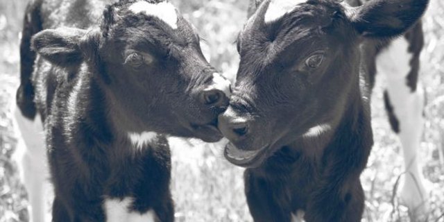 Kaum auf der Welt und schon geben sie zu Diskussionen Anlass. Wasser für Kälber ab dem ersten Lebenstag sei ein Irrsinn, egal ob Mast- oder Aufzuchtkalb, ist Kälbermäster Samuel Graber überzeugt. Der Tierschutz verlangt dies und kontrolliert es auch. (Bild Renate Kobel)