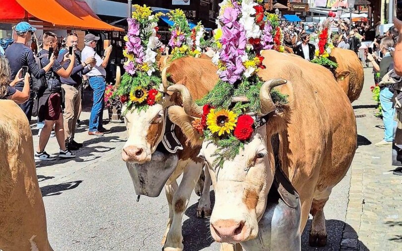 Stolze Simmentalerkühe mit schönen Hörnern. Für die Region im Saanenland nichts Neues.