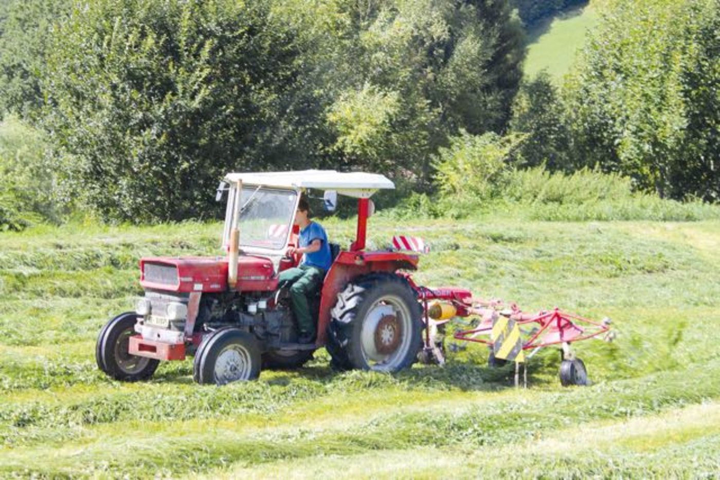Angejahrte Traktoren leisten auf vielen Betrieben treue Dienste, zum Beispiel bei der Heuernte. (Bild Martin Raaflaub)