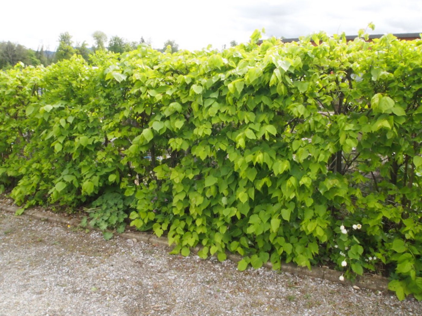 Winterlinden sieht man als Formgehölze in der Schweiz selten. Während der Blütezeit duften sie umwerfend. (Bilder Ruth Bossardt)