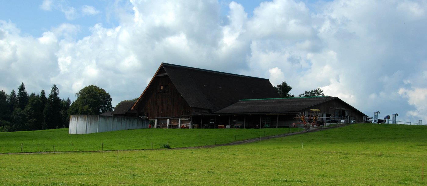 Die Kühe von Bucher können jederzeit frei in den Stall. Insbesondere im Sommer sei dies wichtig, da die Tiere ab einer Temperatur von 25°C Hitzestress hätten. 