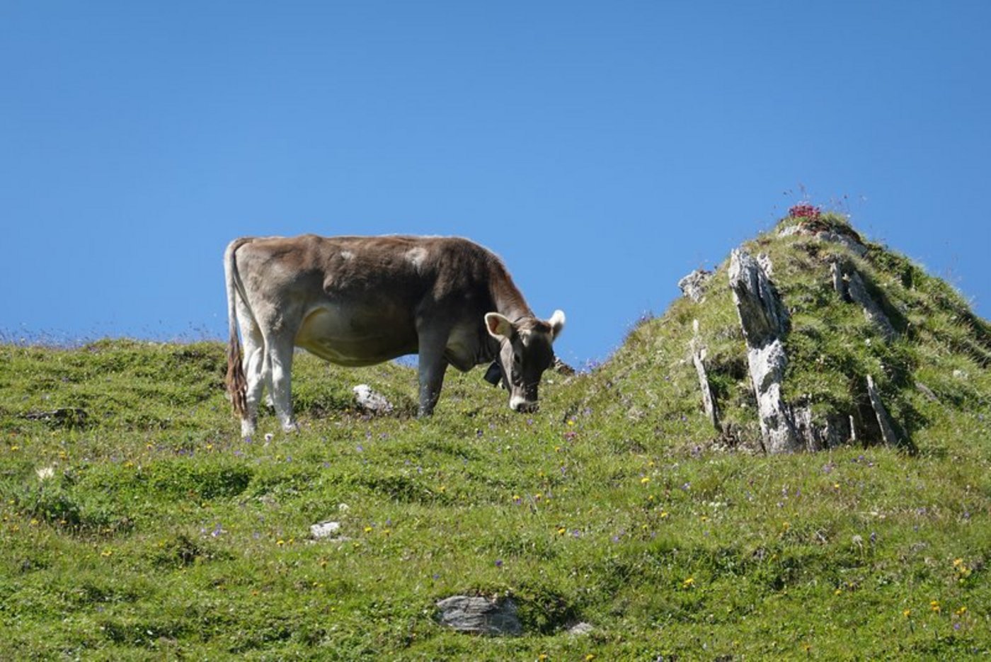Der Alltag auf einer Alp ist zwar schön, aber anstrengend und herausfordernd. Das müssen sich potenzielle Helfer bewusst sein. (Bild Anna Suter / BauZ)