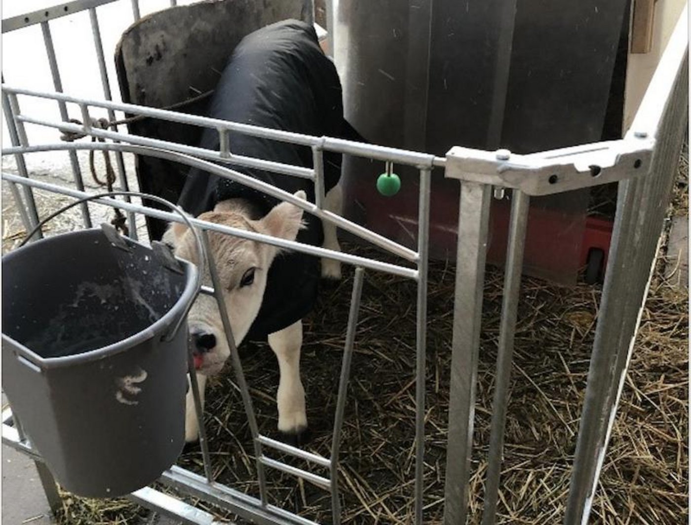 Mit klar definierten Massnahmen sollen Gesundheit und Leistung von Kälbern verbessert und der entstehende Mehrwert für die Tierhalter gemessen werden. (Bild zVg)