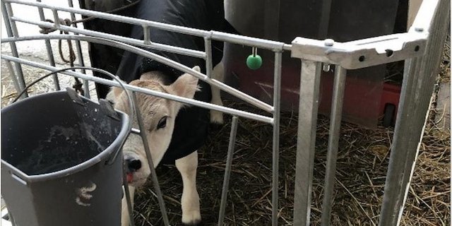 Mit klar definierten Massnahmen sollen Gesundheit und Leistung von Kälbern verbessert und der entstehende Mehrwert für die Tierhalter gemessen werden. (Bild zVg)