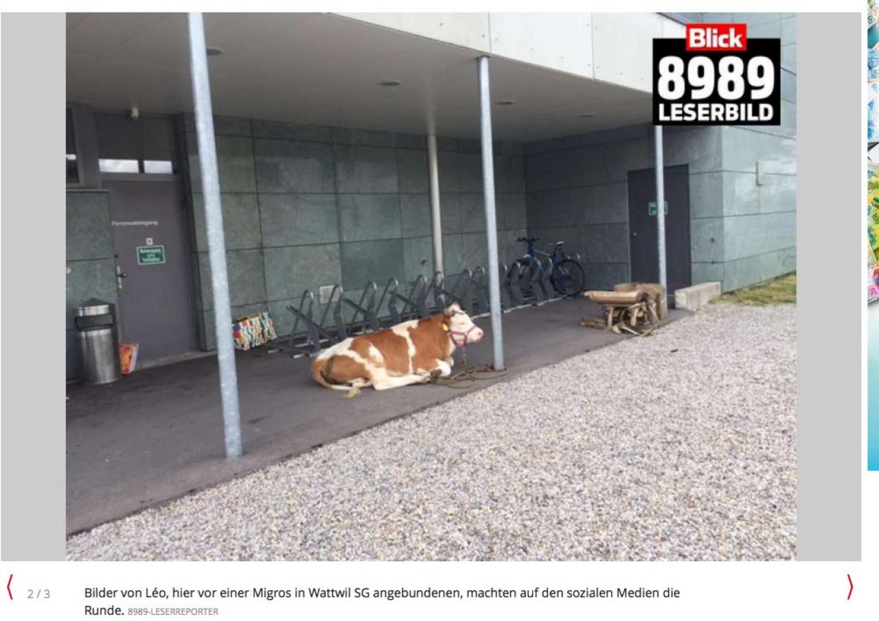 Léo wurde vor verschiedenen Migros-Filialen in der Ostschweiz gesichtet, hier von einem Blick-Leserreporter. Der junge Stier wartet jeweils geduldig, während Herrchen einkauft. (Bild Screenshot blick.ch)