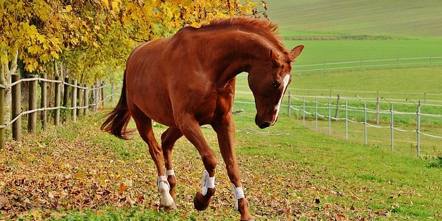 In Avenches treffen sich dieses Wochenende Fachleute und Praktiker aus der Pferdewelt. (Bild Pixabay)