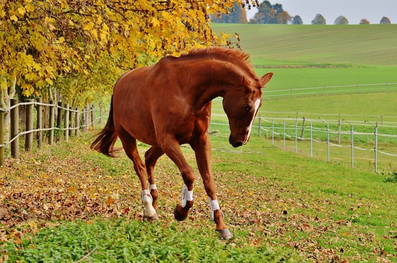 In Avenches treffen sich dieses Wochenende Fachleute und Praktiker aus der Pferdewelt. (Bild Pixabay)
