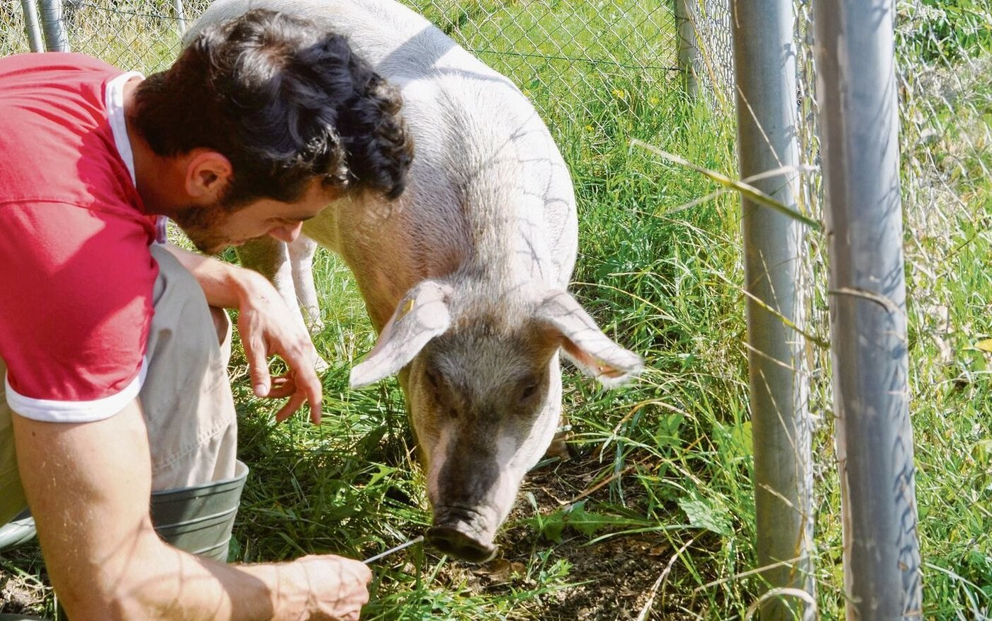 Thomas Steiner nimmt eine Probe. Beim Thema Influenza gibt es noch grosse Wissenslücken, die es zu schliessen gilt.